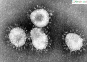 detalii coronavirus 2020
